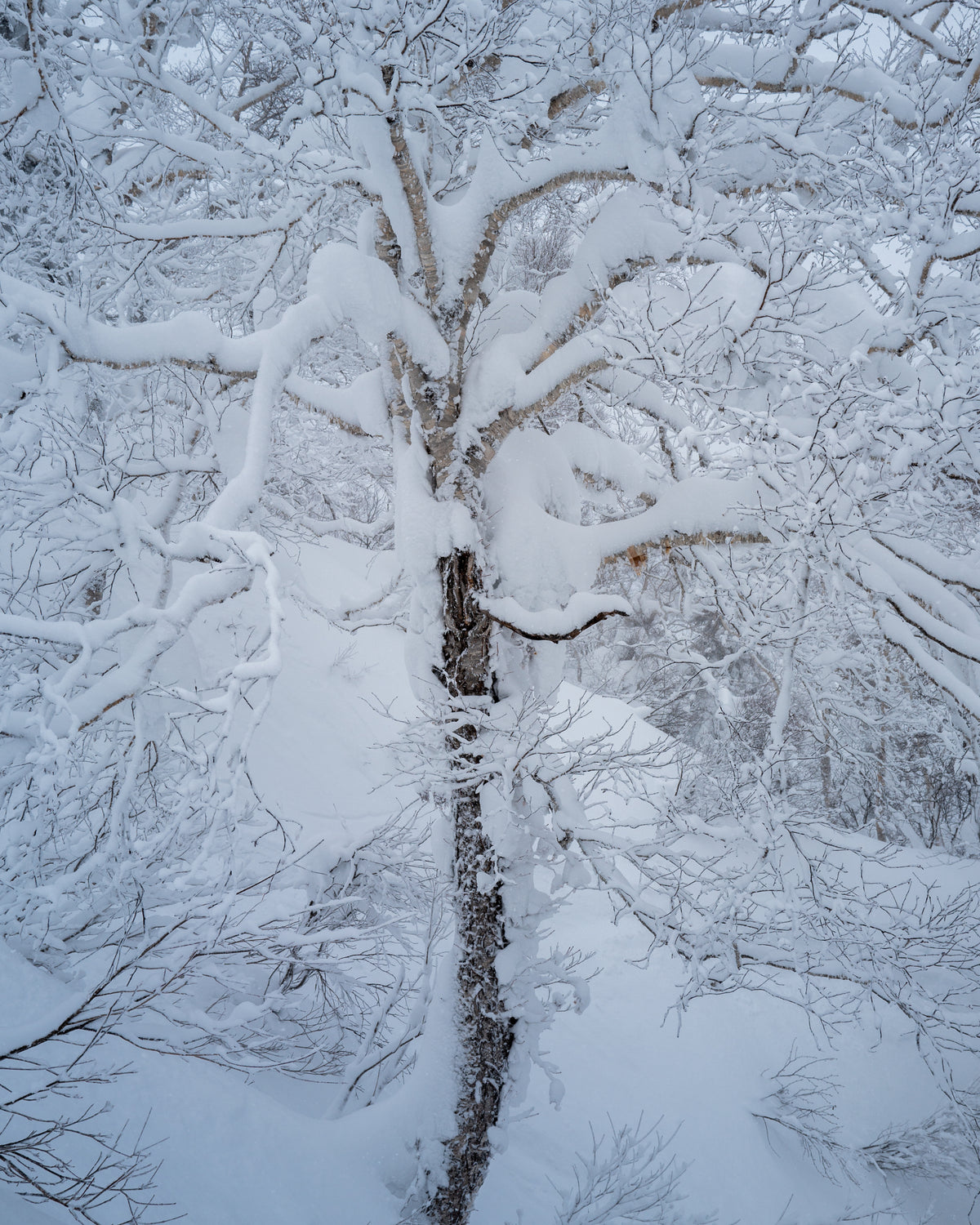 Pulverschnee-Skireise Niseko Japan Februar 2027